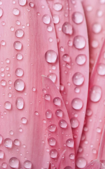 Full frame shot of raindrops on pink water drops