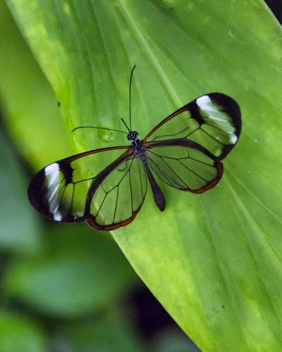 Close-up of butterfly on leaf