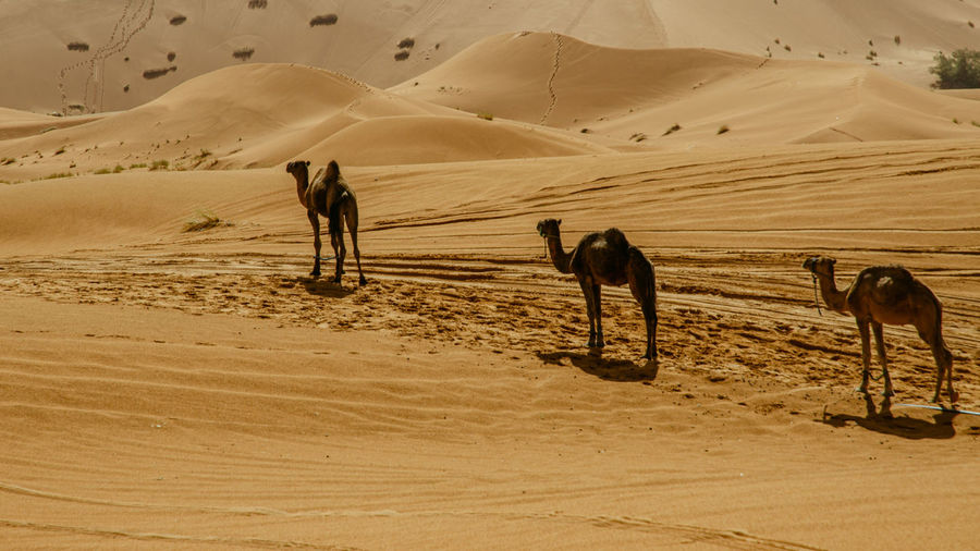 Horses in a desert