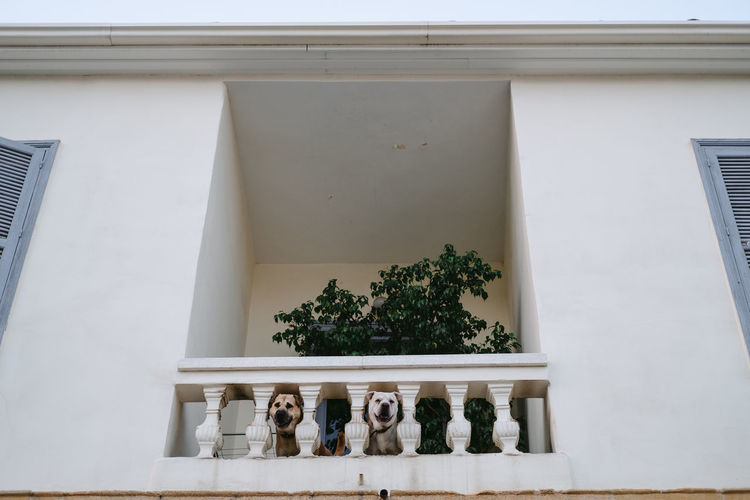 Low angle view of dogs in balcony