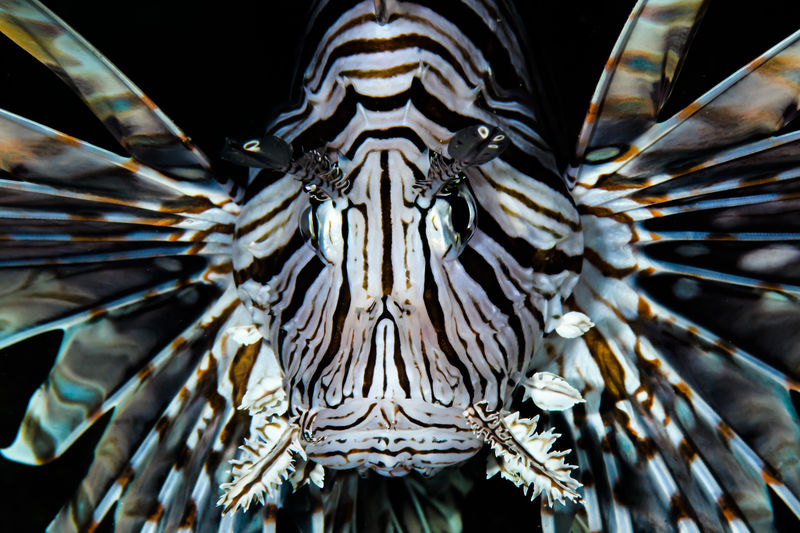 Low angle view of an animal representation