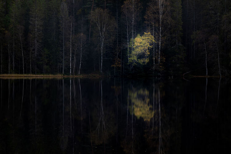 Scenic view of lake in forest