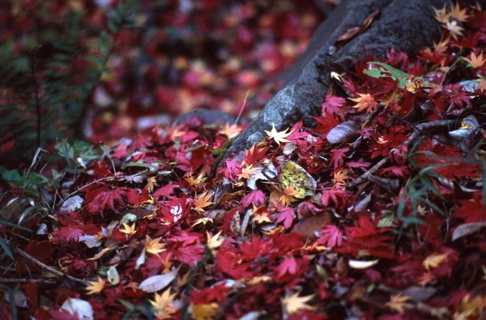 Close-up of autumn leaves fallen on field