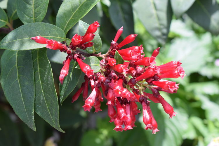 Close-up of red flowering plant