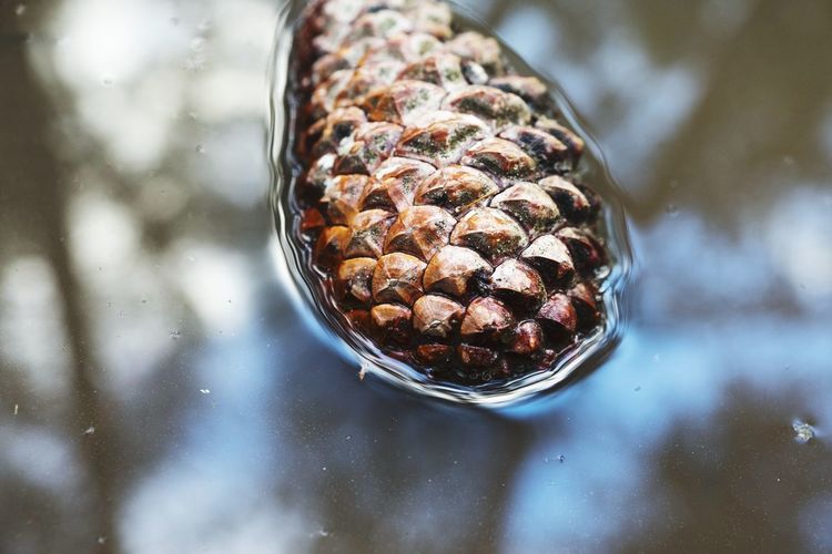 Close-up of a pine cone in water
