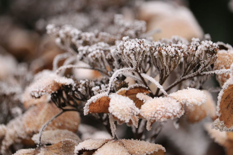 frost