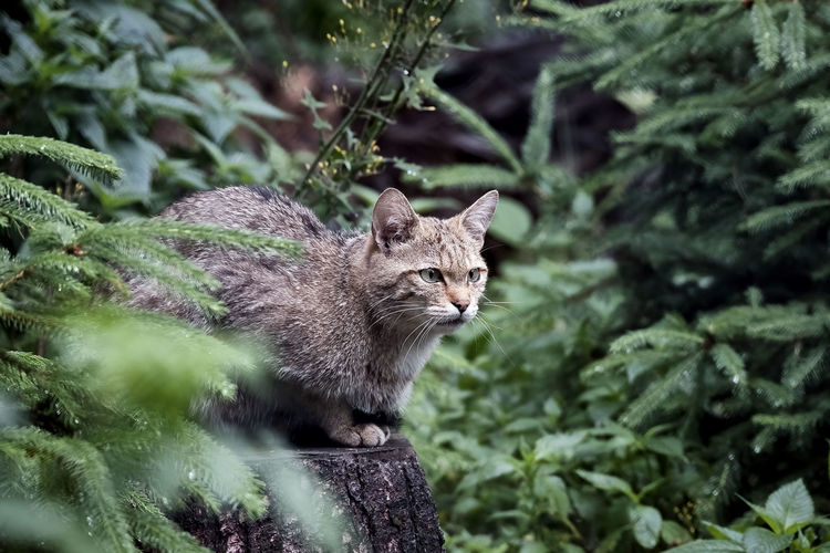 Portrait of a cat in forest