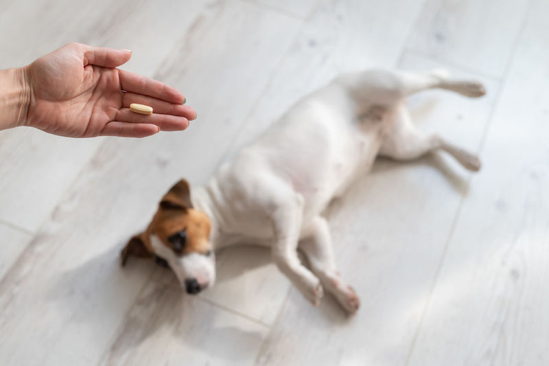 Cropped hand of person holding pill while dog lying on floor