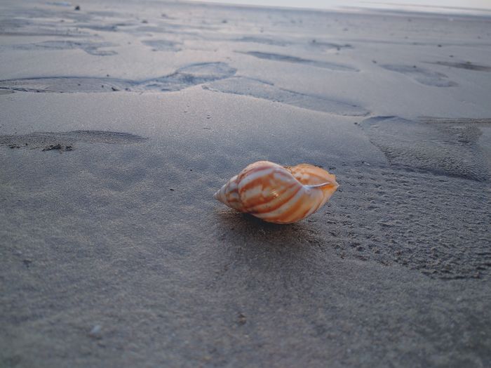 Shell on shore at sandy beach