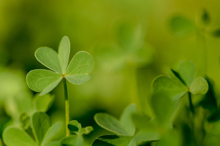 Close-up of fresh green clover leaves on field