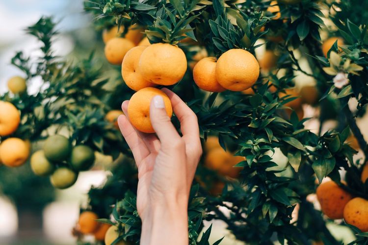 Cropped hand holding oranges