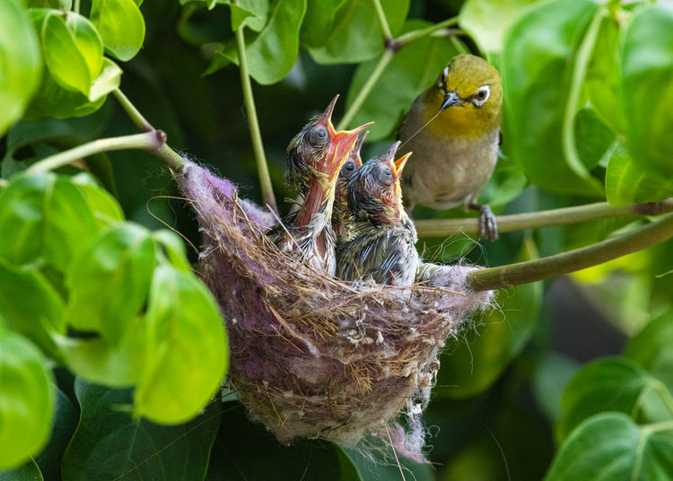 Close-up of bird perching on plant in nest