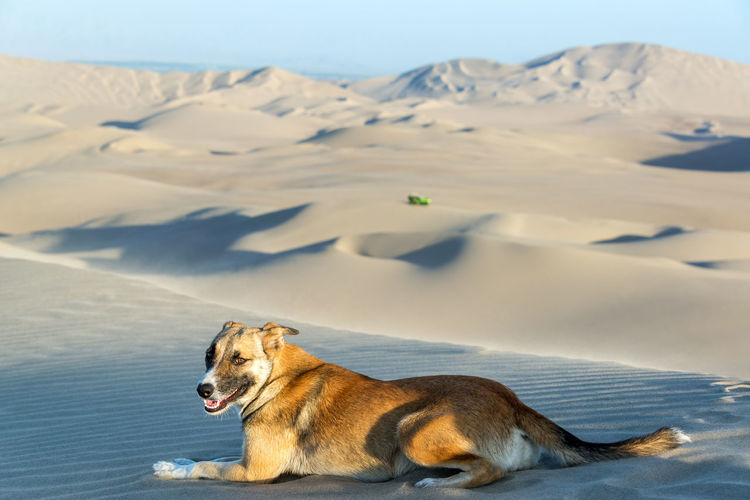 Dog on sand dune in desert