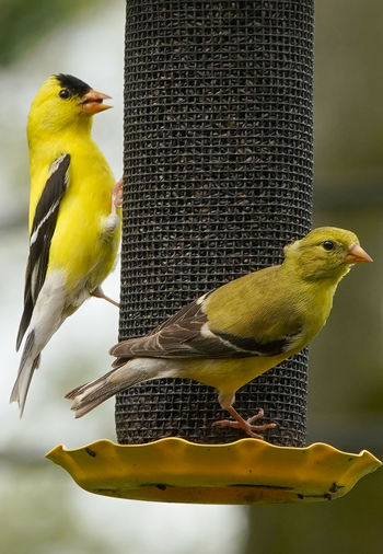 Close-up of birds perching on a bird feeder
