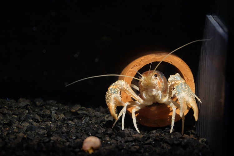 Close-up of hermit crab in aquarium