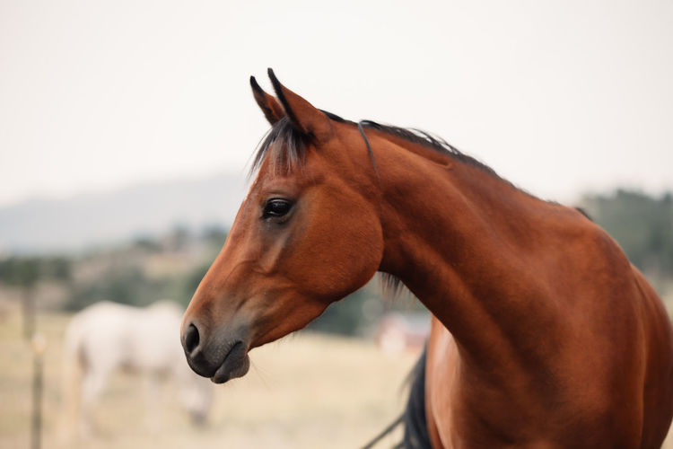 Profile of arabian horse in a field in the summer