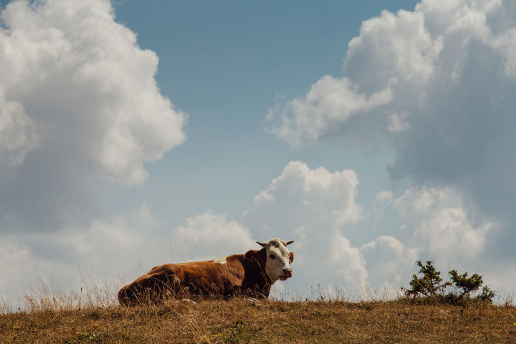 Cow standing on field against sky