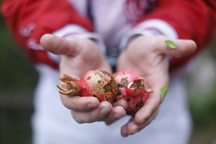 Close-up of hand holding pomegranates