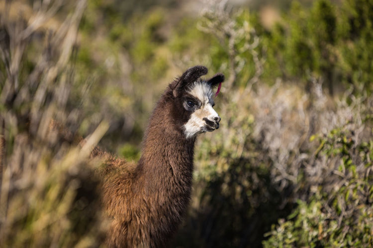 A young llama in cochabamba, bolivia.