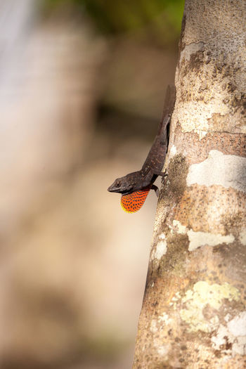 Black brown anole lizard anolis sagrei climbs on a tree displaying a red dewlap
