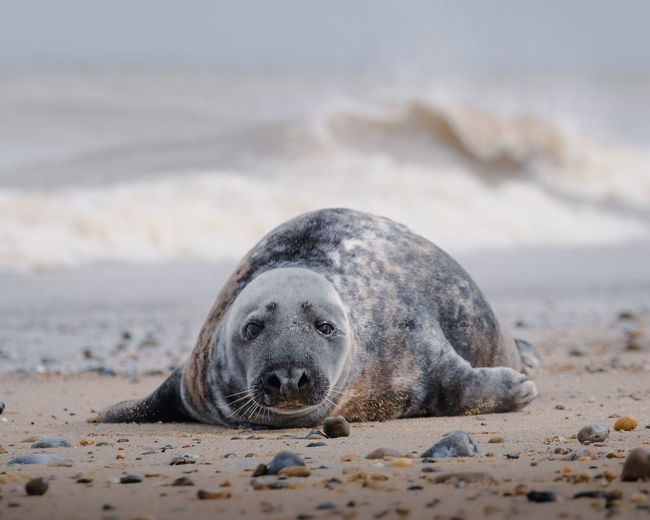 Portrait of seal lying on sand at beach