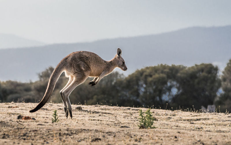 Kangaroo jumping on land