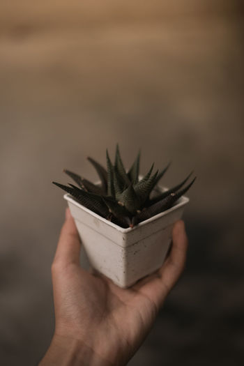 Close-up of person hand holding potted plant