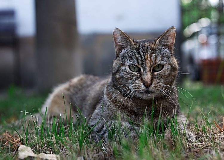 Portrait of a cat on field