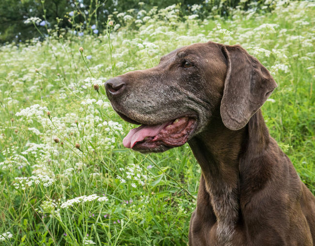 German short-haired pointer on field