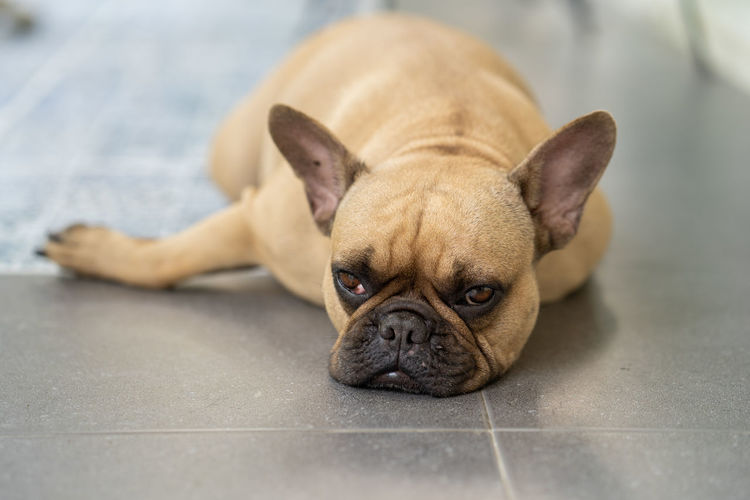Sleepy french bulldog lying on tiled floor outdoor.