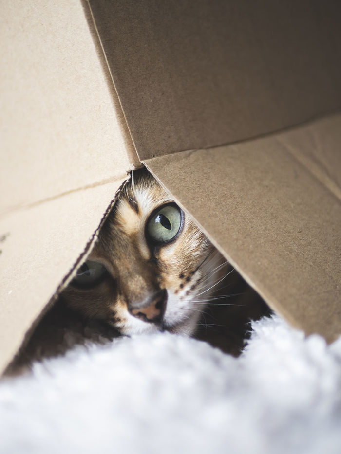 Portrait of cat under box on rug