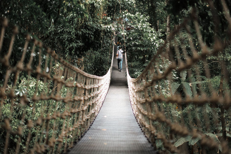 Footbridge amidst trees in forest