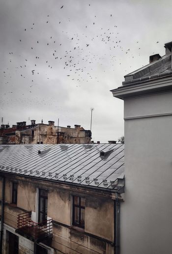 Birds flying over buildings against sky