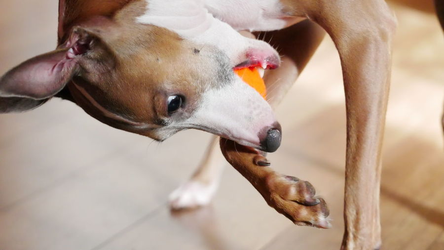 Close-up of a dog playing with a ball 