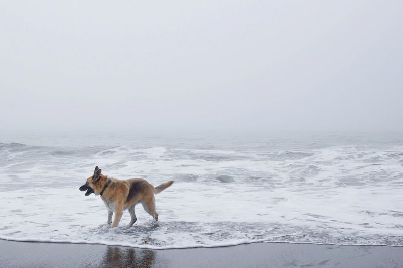 Dog at the beach on a foggy day 