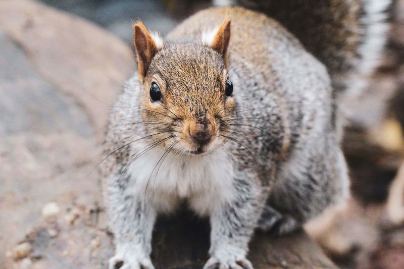 Close up view of squirrel