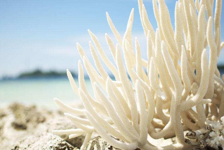 Close-up of coral  on beach