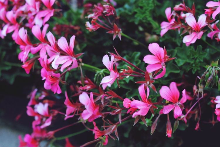 Close-up of pink flowers