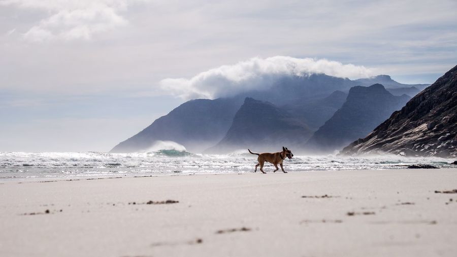 View of a horse on beach