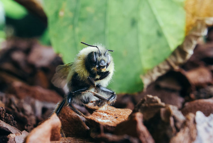 Macro of a bumblebee