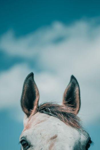 Cropped image of horse against sky