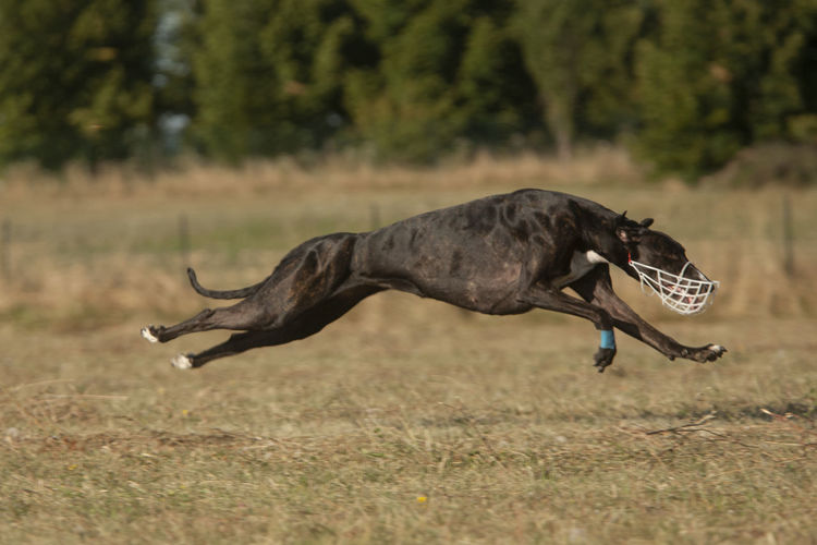 Side view of a horse running on field