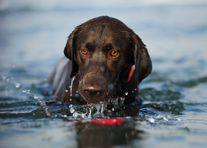 View of contemplative chocolate retriever in water