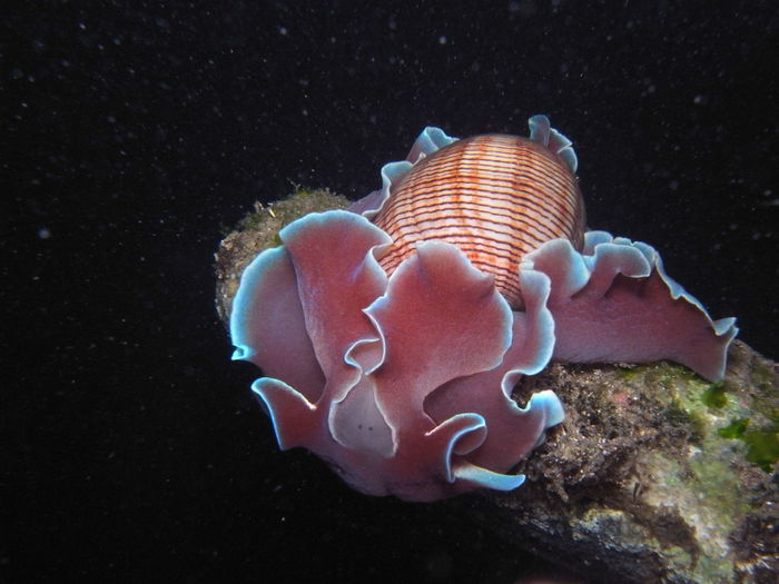 Close-up of bubble snail rose petal-hydatina physis swimming in sea  in sydney, australia
