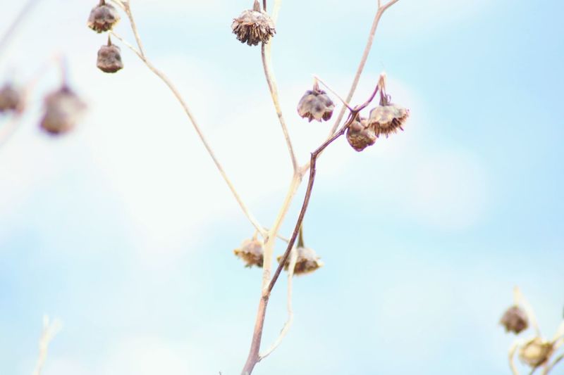 Low angle view of flowering plant against sky