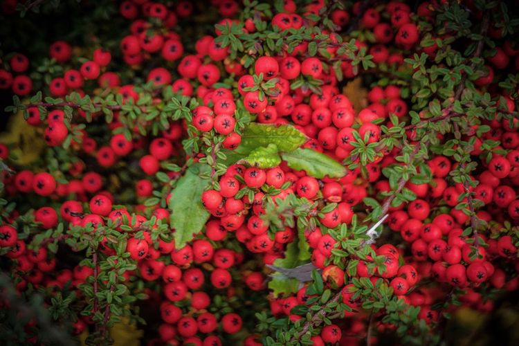 Full frame shot of red flowers