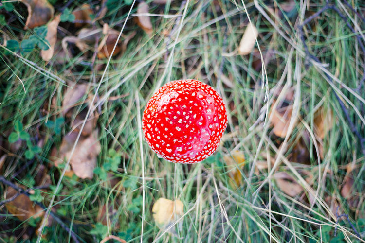 Close-up of fly agaric mushroom in field