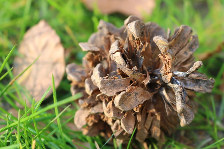 Close-up of dried plant on land