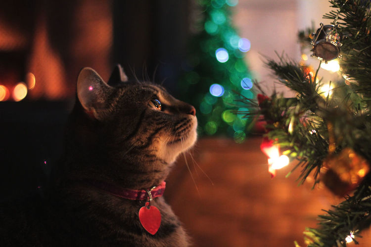 Close-up of cat looking at christmas tree