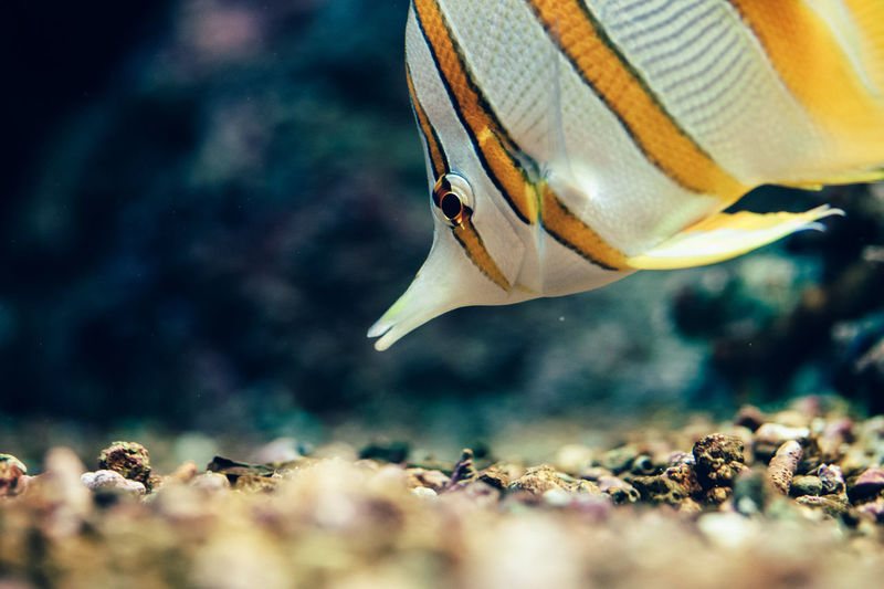 Close-up of tropical fish swimming in sea
